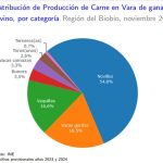 Producción de carne en vara de ganado bovino de la Región del Biobío presentó un incremento interanual de 13,0% en noviembre de 2024