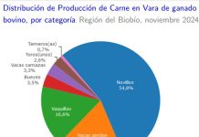 Producción de carne en vara de ganado bovino de la Región del Biobío presentó un incremento interanual de 13,0% en noviembre de 2024