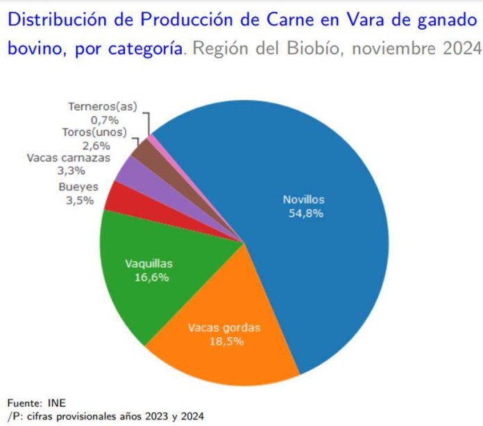 Producción de carne en vara de ganado bovino de la Región del Biobío presentó un incremento interanual de 13,0% en noviembre de 2024