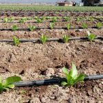 CNR llama a productores agrícolas de Coquimbo a presentar sus iniciativas a concurso de tecnificación para proyectos no seleccionados