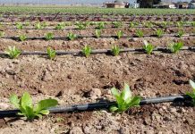 CNR llama a productores agrícolas de Coquimbo a presentar sus iniciativas a concurso de tecnificación para proyectos no seleccionados