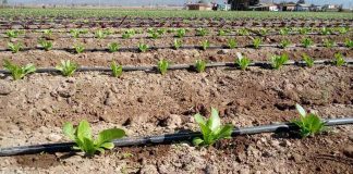 CNR llama a productores agrícolas de Coquimbo a presentar sus iniciativas a concurso de tecnificación para proyectos no seleccionados