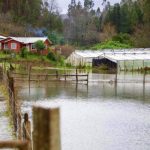 INDAP hace un llamado para que agricultores con seguros agropecuarios hagan los denuncios cuando correspondan