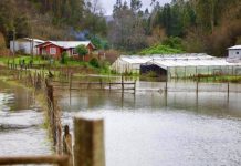 INDAP hace un llamado para que agricultores con seguros agropecuarios hagan los denuncios cuando correspondan