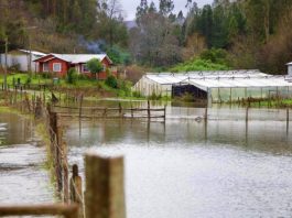 INDAP hace un llamado para que agricultores con seguros agropecuarios hagan los denuncios cuando correspondan