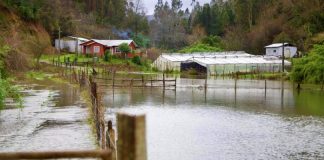 INDAP hace un llamado para que agricultores con seguros agropecuarios hagan los denuncios cuando correspondan