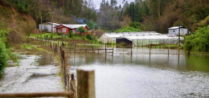 INDAP hace un llamado para que agricultores con seguros agropecuarios hagan los denuncios cuando correspondan