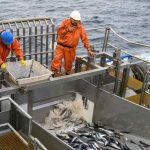 Informe del economista Patricio Arrau concluye que la pesca no es una industria licitable 