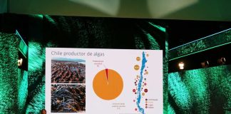 Investigadoras del Núcleo Milenio MASH destacaron el rol de las macroalgas para el futuro