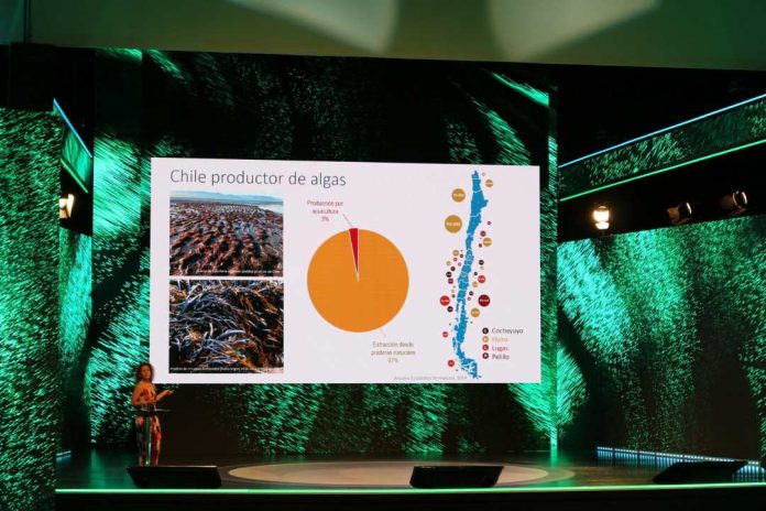 Investigadoras del Núcleo Milenio MASH destacaron el rol de las macroalgas para el futuro