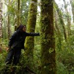 Macrolíquenes como indicadores de salud ambiental y calidad del aire Investigadora UCT estudia la utilidad y efectos del cambio climático en ésta comunidad de organismos