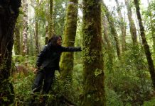 Macrolíquenes como indicadores de salud ambiental y calidad del aire Investigadora UCT estudia la utilidad y efectos del cambio climático en ésta comunidad de organismos