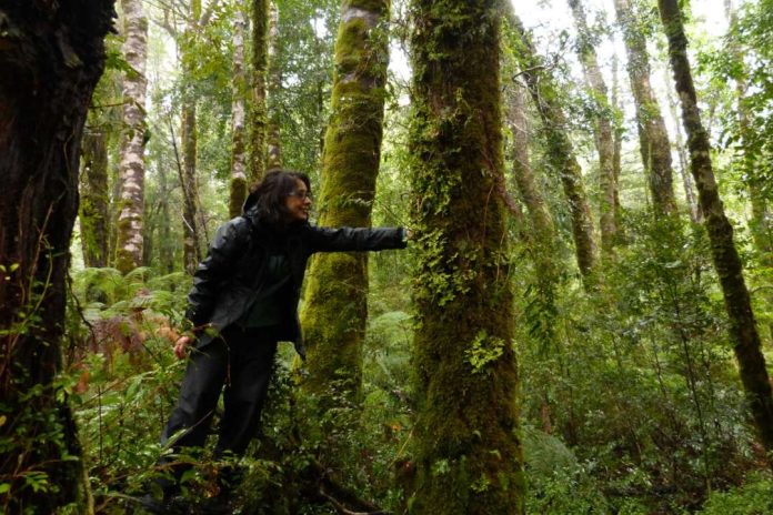 Macrolíquenes como indicadores de salud ambiental y calidad del aire Investigadora UCT estudia la utilidad y efectos del cambio climático en ésta comunidad de organismos