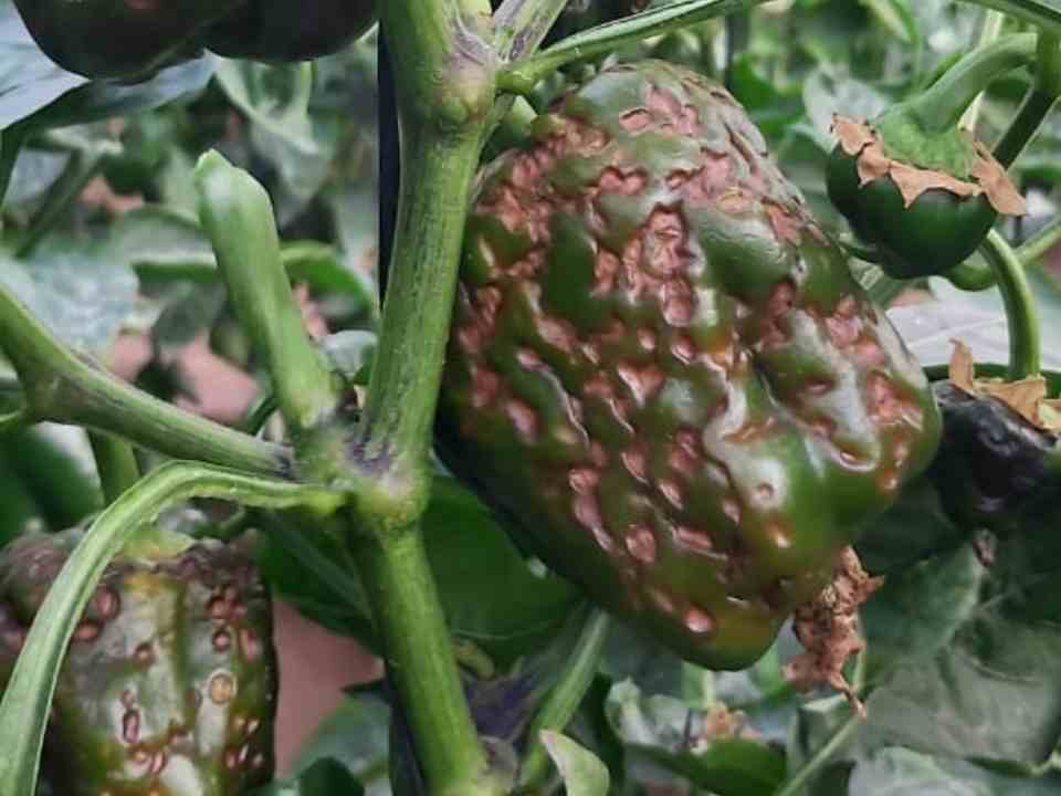 Multiplex Viroscope Arica en el foco fitosanitario: Diagnósticos moleculares para una agricultura sostenible