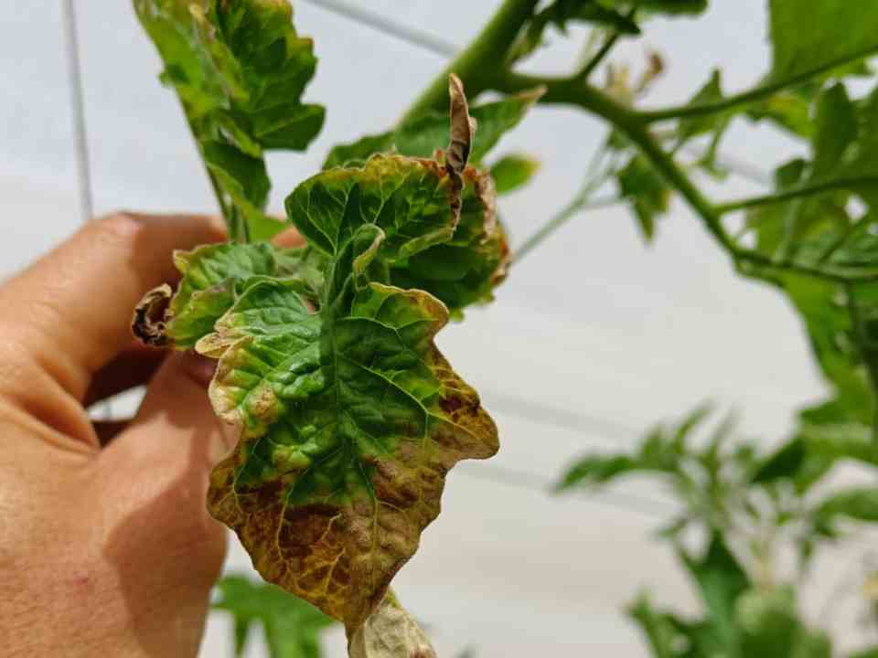 Multiplex Viroscope Arica en el foco fitosanitario: Diagnósticos moleculares para una agricultura sostenible