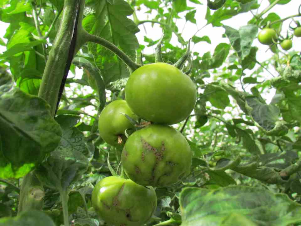 Multiplex Viroscope Arica en el foco fitosanitario: Diagnósticos moleculares para una agricultura sostenible