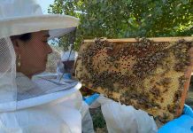 SAG Biobío realiza vigilancia sanitaria en apiarios