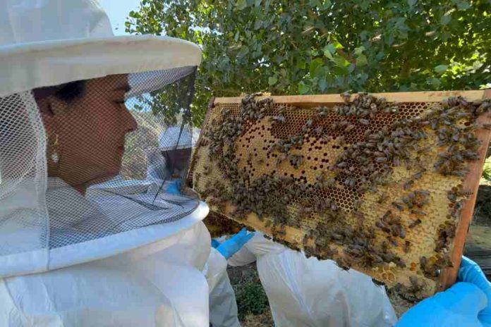 SAG Biobío realiza vigilancia sanitaria en apiarios