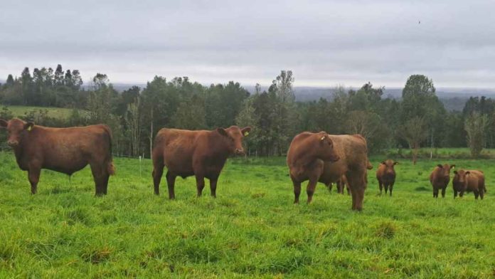 SAG anuncia que envíos de productos cárnicos desde Alemania a Chile se encuentran suspendidos por brote de fiebre aftosa