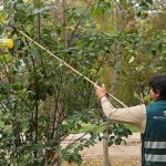 SAG cierra campañas de mosca de la fruta en San Bernardo y Lo Espejo