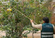 SAG cierra campañas de mosca de la fruta en San Bernardo y Lo Espejo