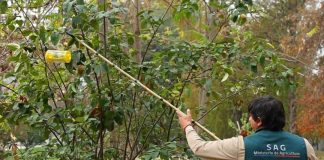 SAG cierra campañas de mosca de la fruta en San Bernardo y Lo Espejo