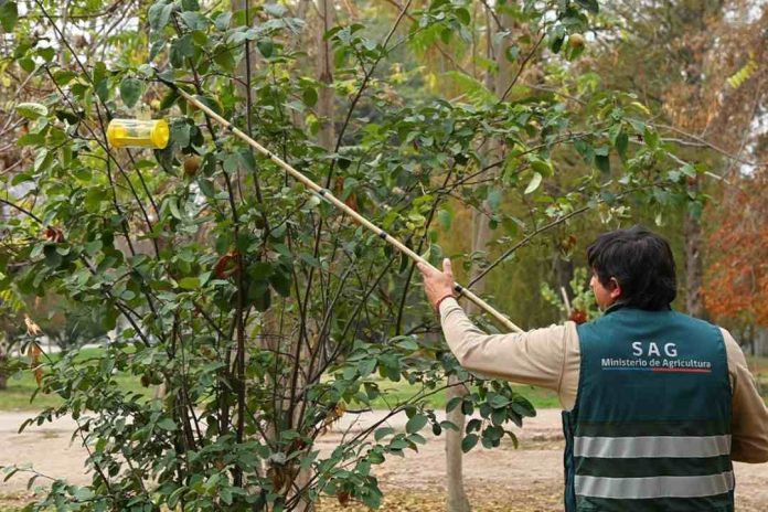 SAG cierra campañas de mosca de la fruta en San Bernardo y Lo Espejo