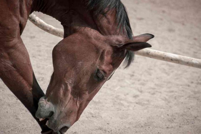 SAG detecta tres nuevos casos de Anemia Infecciosa Equina en las comunas de Parral y San Pedro de La Paz activando protocolos sanitarios