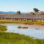 Temporada de zancudos: molestos pero vitales para los ecosistemas