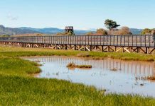 Temporada de zancudos: molestos pero vitales para los ecosistemas