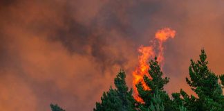 CONAF activa plan de contingencia por Año Nuevo para prevenir incendios forestales