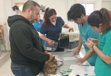 Atenciones médico veterinarias de UDLA Sede Viña del Mar benefician a 2.939 animales en 2024, incluyendo afectados por megaincendio