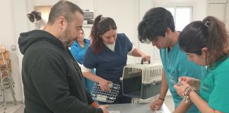 Atenciones médico veterinarias de UDLA Sede Viña del Mar benefician a 2.939 animales en 2024, incluyendo afectados por megaincendio