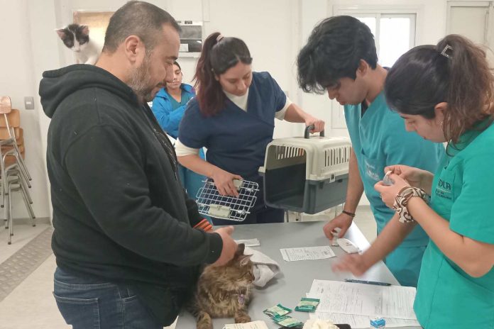 Atenciones médico veterinarias de UDLA Sede Viña del Mar benefician a 2.939 animales en 2024, incluyendo afectados por megaincendio