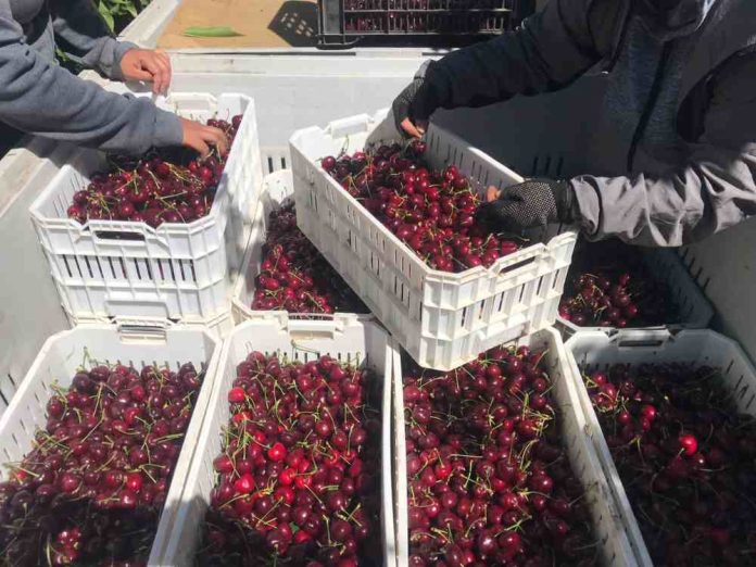 Aumenta un 75% la Producción de Cerezas en el Huerto Piloto del Proyecto “Agricultura Sostenible en Acción” de AFIPA