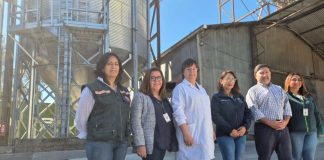 Autoridades verifican en terreno la recepción de trigo harinero en Osorno