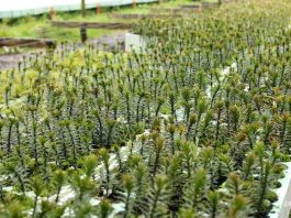 Bosques y avances en Chile