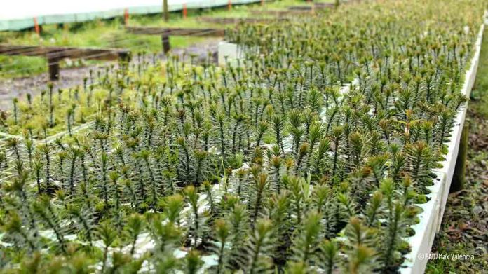 Bosques y avances en Chile