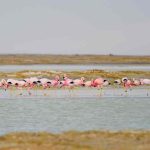 CONAF Arica desarrolló exitoso Censo Simultáneo de Aves Acuáticas Altoandinas 2025