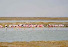 CONAF Arica desarrolló exitoso Censo Simultáneo de Aves Acuáticas Altoandinas 2025