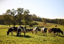  Chile declara nueva región provisionalmente libre de brucelosis bovina