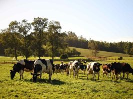  Chile declara nueva región provisionalmente libre de brucelosis bovina