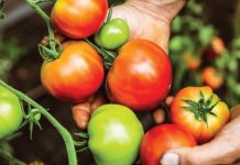 Científicos desarrollan un tomate con cosecha temprana gracias a la biotecnología