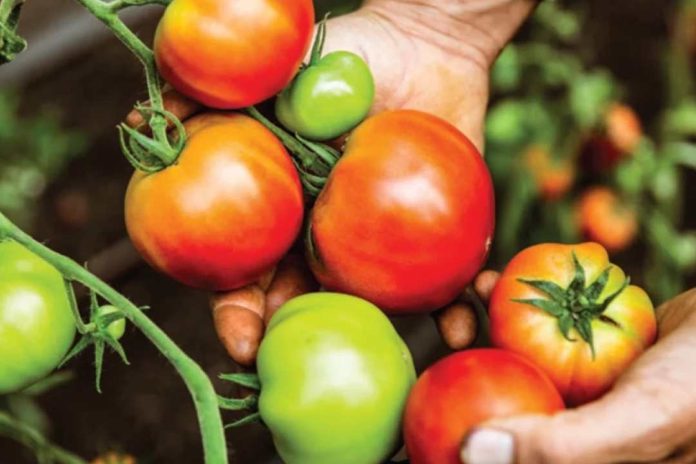 Científicos desarrollan un tomate con cosecha temprana gracias a la biotecnología