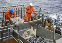 Experto advierte los riesgos del fraccionamiento pesquero en la disponibilidad de pescado para consumo humano