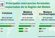 Exportaciones forestales de la Región del Biobío aumentaron 5,6% en el trimestre octubre-diciembre de 2024