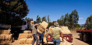 INDAP activa créditos de emergencia y renegociación de deudas por incendios en La Araucanía