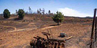 INDAP inicia entrega de ayuda a familias campesinas de La Araucanía afectadas por incendios forestales