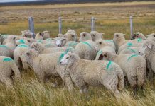 INIA Kampenaike con apoyo de Corfo en Última Esperanza busca potenciar el peso de los corderos y fortalecer la rentabilidad de los productores locales.