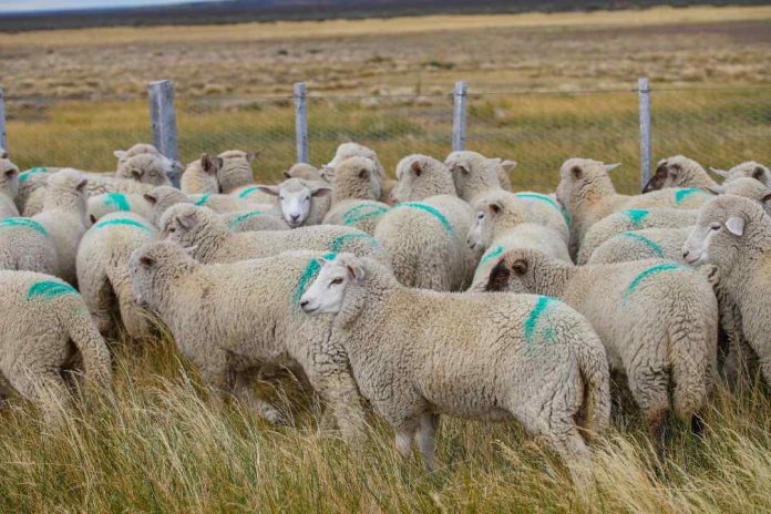 INIA Kampenaike con apoyo de Corfo en Última Esperanza busca potenciar el peso de los corderos y fortalecer la rentabilidad de los productores locales.